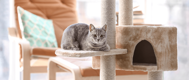 chat jeux